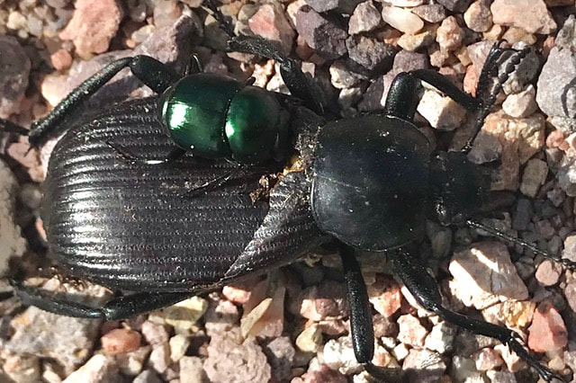 beetle
